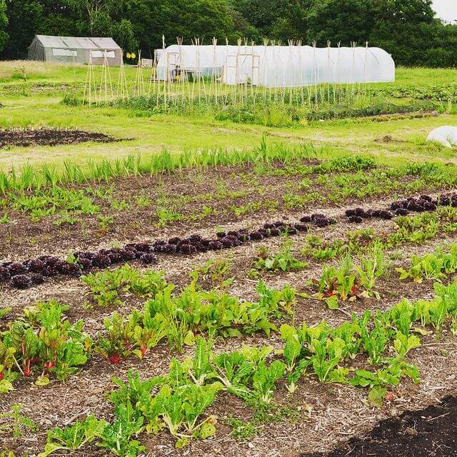 Grow project Barnet