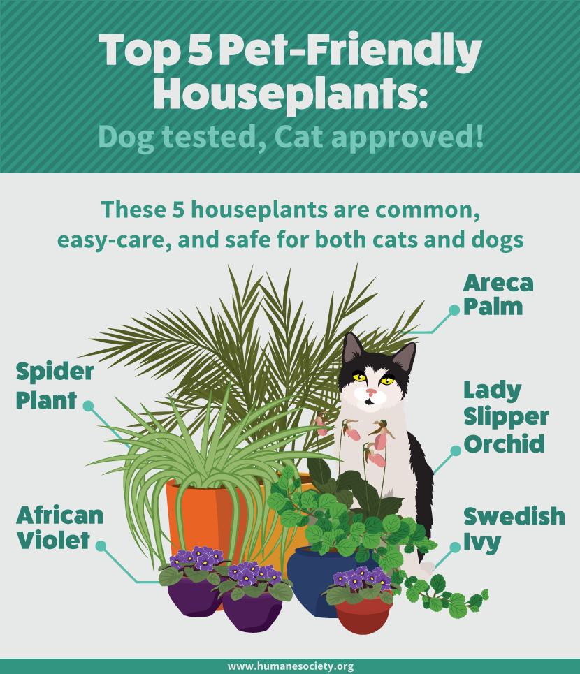 Pet Friendly Houseplants